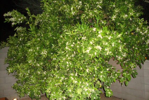 Koložvárska kapusta podľa mňa (fotorecept) - obrázok 15