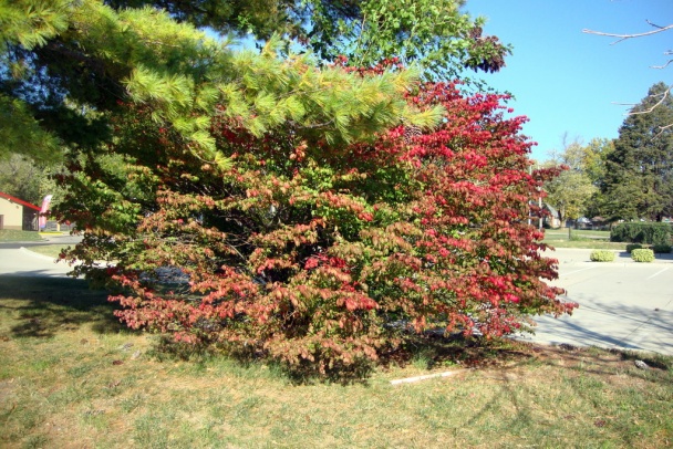 Piškótový zákusok s čučoriedkami a parížskym krémom (fotorecept) - obrázok 16