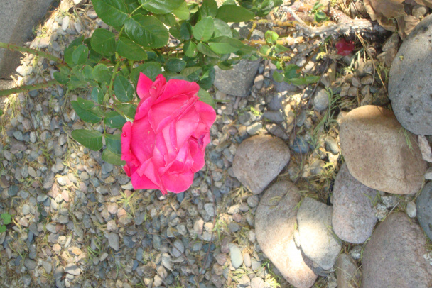 Pikantná polievka s oranžovou šošovicou (fotorecept) - obrázok 6