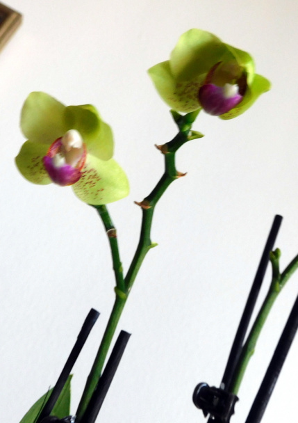 Krémová polievka z pečených kápií (fotorecept) - obrázok 12