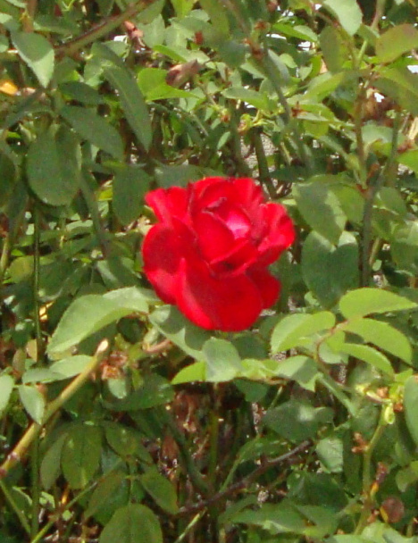 Slovenský chlebík z talianskej múky (fotorecept) - obrázok 16