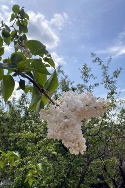 Hovädzie kocky na hubách – Herkules na tanieri (fotorecept) - obrázok 14