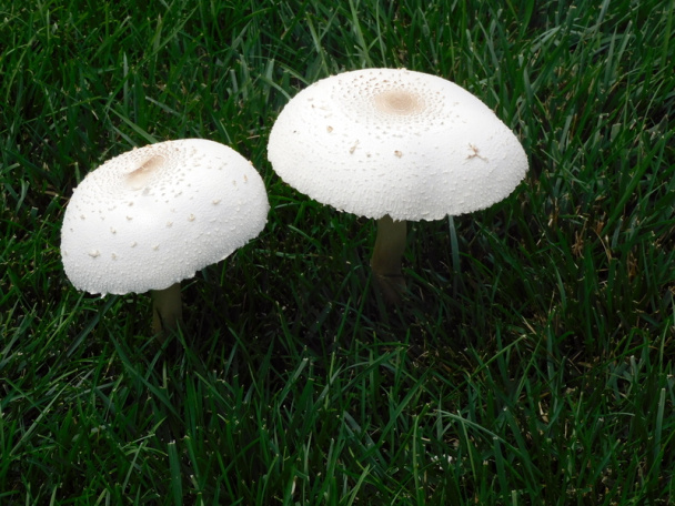 Bravčový guláš s batatami a hubami (fotorecept) - obrázok 16