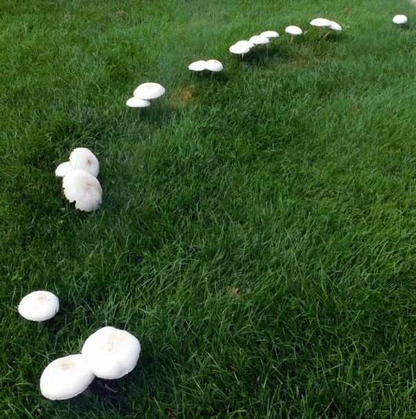 Bravčový guláš s batatami a hubami (fotorecept) - obrázok 17