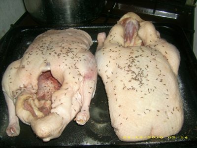 Staromoravská kačica - obrázok 1