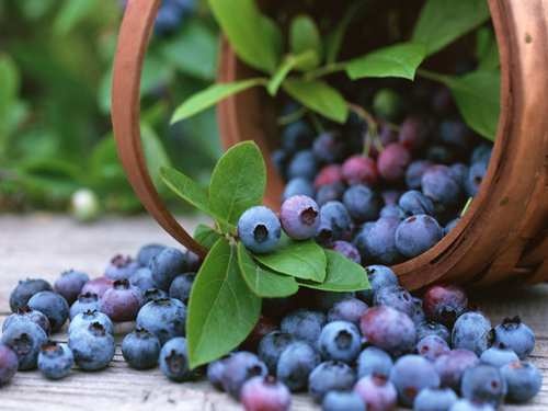 Čučoriedkový zákusok so smotanovým krémom - obrázok 5