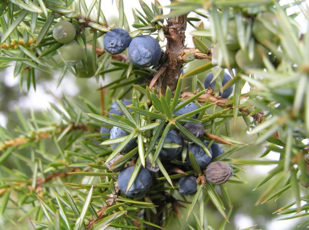 Čučoriedkový zákusok so smotanovým krémom - obrázok 6