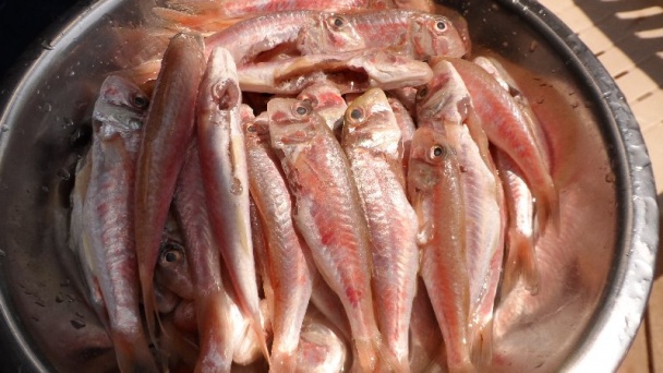 Červena parmica/Trlje - obrázok 1