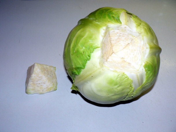 Sárma (fotorecept) - obrázok 2