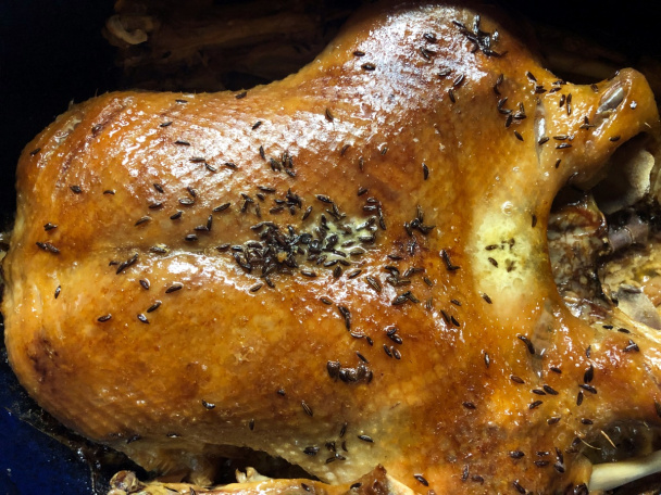 12-hodinová kačica (fotorecept) - obrázok 4