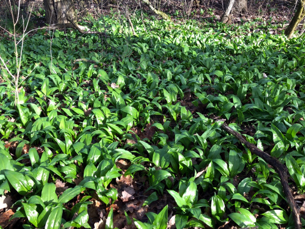 Pagáčiky s medvedím cesnakom (fotorecept) - obrázok 1
