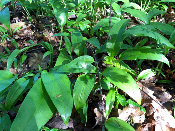 Langoše s medvedím cesnakom (fotorecept) - obrázok 1