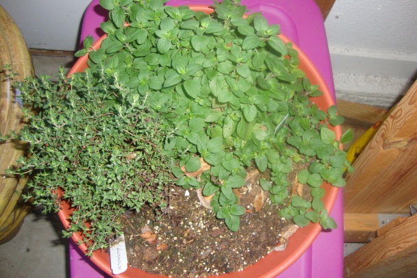 Frišne kurče v tepši (fotorecept) - obrázok 5