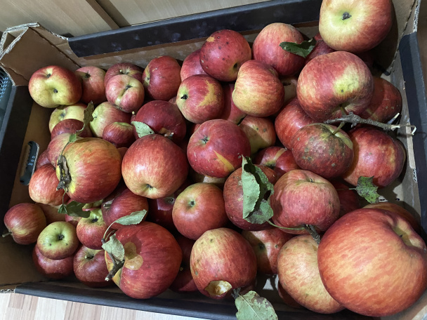 Jablkové plátky v pohári  - obrázok 1