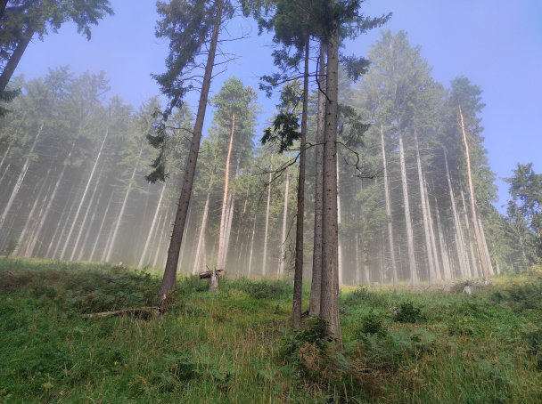 Kuracie prsia na hubách (fotorecept) - obrázok 1