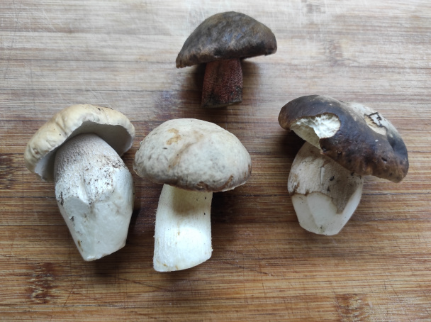 Kuracie prsia na hubách (fotorecept) - obrázok 3