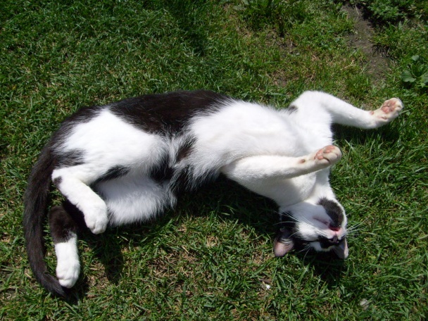 Slovenčína - obrázok 5