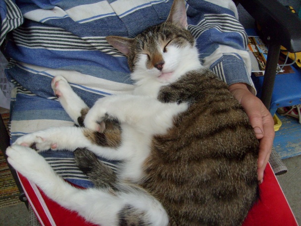 Miznúce rýdziky - obrázok 3