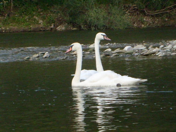Mamin ultrarýchly koláč (fotorecept) - obrázok 11