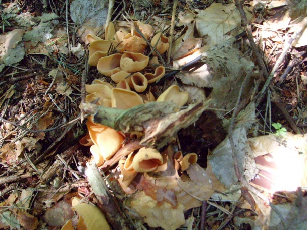 Haruľový sen (fotorecept) - obrázok 8