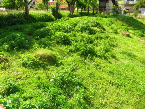 Žihľavová roláda alebo Zelená je IN! (fotorecept) - obrázok 1