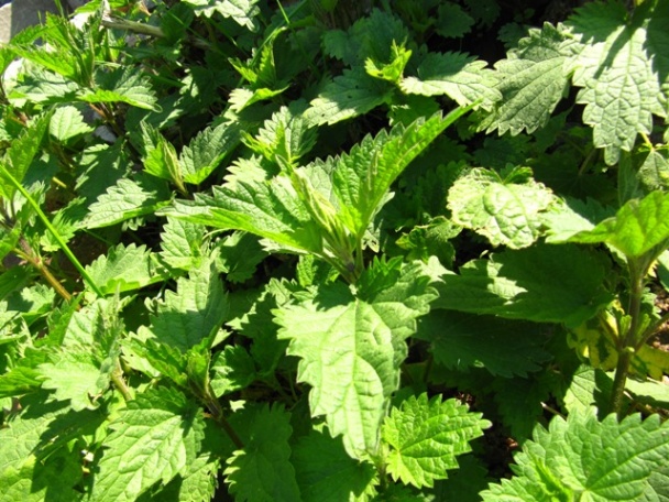 Žihľavová roláda alebo Zelená je IN! (fotorecept) - obrázok 2