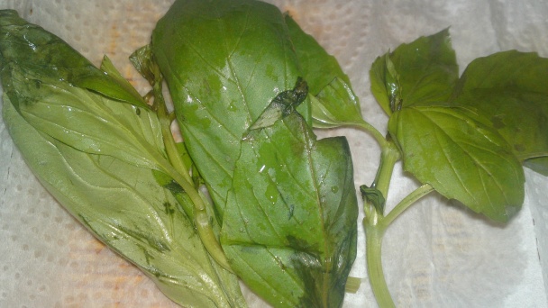 Cuketové predjedlo s tvarohovo, syrovo-jogurtovým krémom s orechmi, cesnakom a bazalkou (fotorecept) - obrázok 9