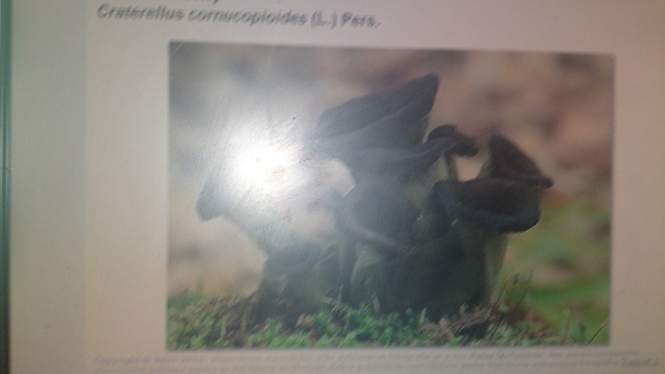 Pečené papriky plnené lievikom trúbkovitým so smotanovou omáčkou z lievika trúbkovitého (fotorecept) - obrázok 1