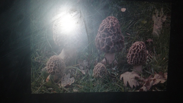 Slepačie stehná v krémovej omáčke so smrčkami (fotorecept) - obrázok 2