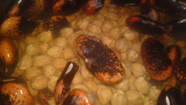 Židovský kosher šábesový hovädzí šoulet (fotorecept) - obrázok 2