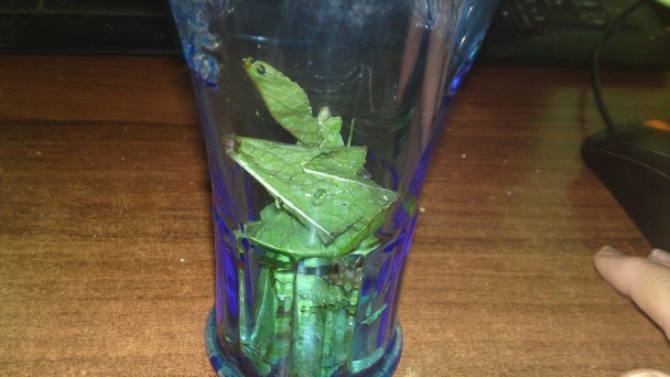 Osviežujúci nápoj z limety a mäty piepornej (fotorecept) - obrázok 5