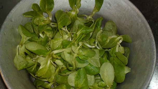 Letný šalát zo žeruchy a marinovaných reďkoviek so cherry paradajkami (fotorecept) - obrázok 4