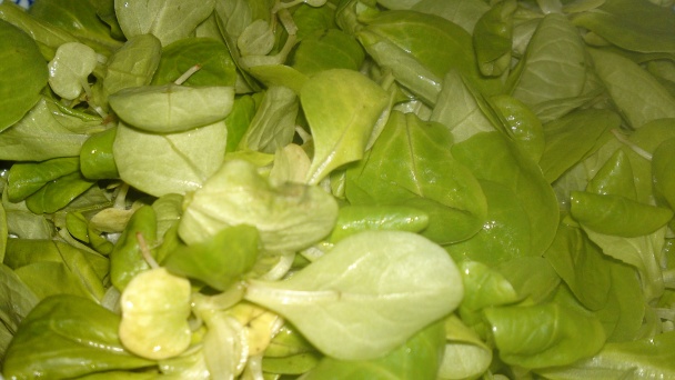 Letný šalát zo žeruchy a marinovaných reďkoviek so cherry paradajkami (fotorecept) - obrázok 7