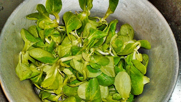 Šalát z valeriánky s mozarellou, cherry paradajkami a cibuľou (fotorecept) - obrázok 3