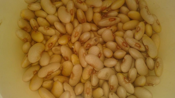 Fazuľová omáčka s údeným rebrom (fotorecept) - obrázok 1