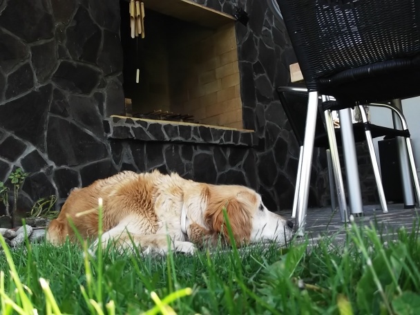 Grilované špízy s jablkom a cuketou - obrázok 4