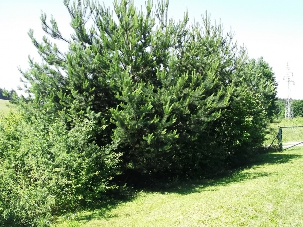 Bravčové dusené s hubami (fotorecept) - obrázok 2