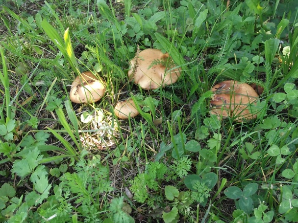 Bravčové dusené s hubami (fotorecept) - obrázok 3