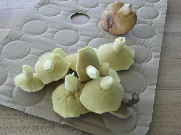 Bravčové dusené s hubami (fotorecept) - obrázok 4