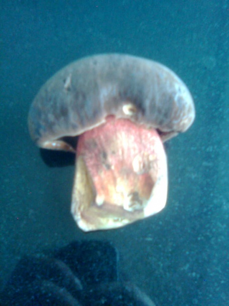 Zemiakové hniezda s hubami a balkánskym syrom - obrázok 1