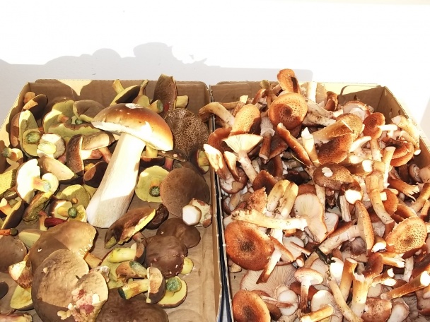 Huby zavárané na prírodno bez nálevu - obrázok 1