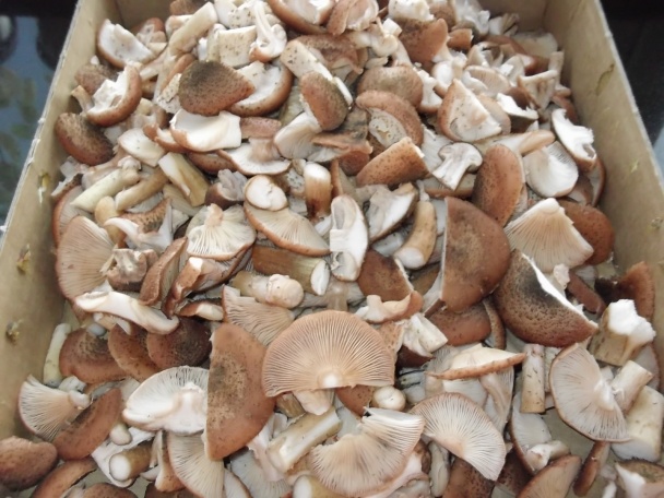 Huby zavárané na prírodno bez nálevu - obrázok 2