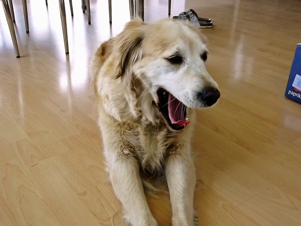 Hanger steak na tymiane (fotorecept) - obrázok 4