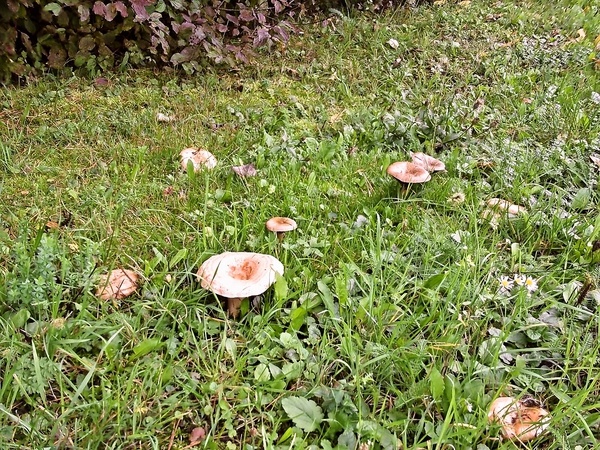 Rýdziky v sladko-kyslom náleve - obrázok 1