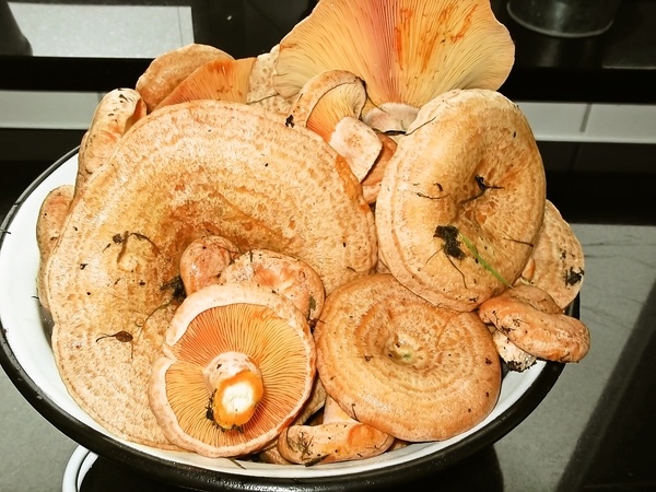 Rýdziky v sladko-kyslom náleve - obrázok 2