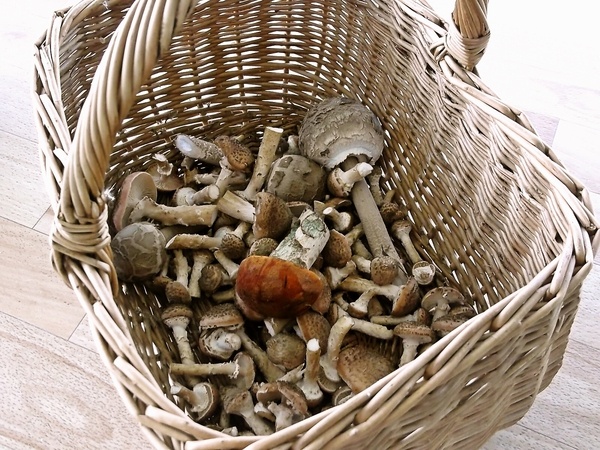 Hubová polievka z rýdzikov, václaviek a bedlí na kyslo (fotorecept) - obrázok 1