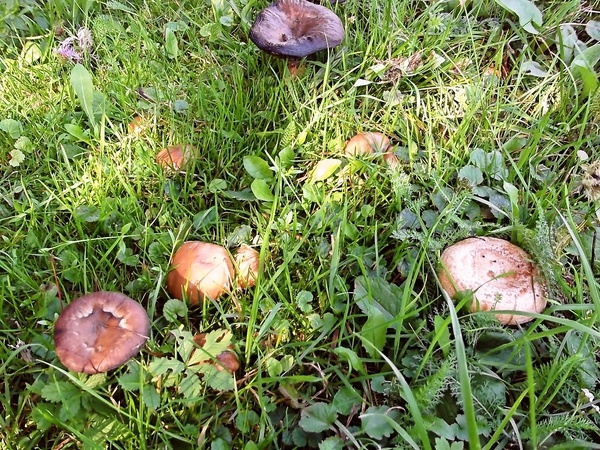 Hubová polievka z rýdzikov, václaviek a bedlí na kyslo (fotorecept) - obrázok 2