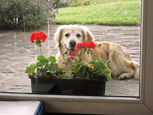 Grilovaná krkovička s chuťou stredomoria (fotorecept) - obrázok 4