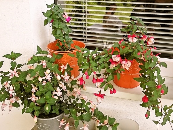 Grilovaná krkovička s chuťou stredomoria (fotorecept) - obrázok 8