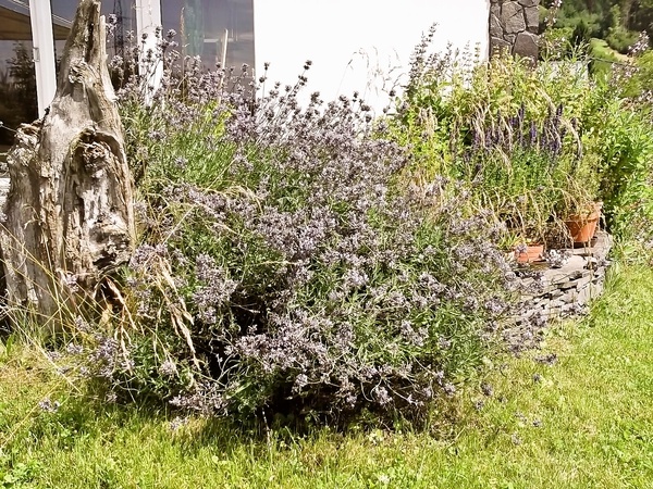 Grilovaná krkovička s chuťou stredomoria (fotorecept) - obrázok 9